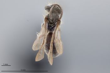 Media type: image;   Entomology 771537 Aspect: habitus dorsal view